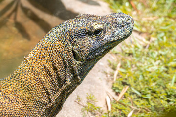 Close up of a Komodo Dragon 