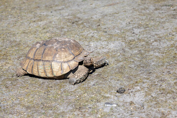 Schildkr&ouml;te gro&szlig;