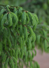 Spruce branch with young needles in spring