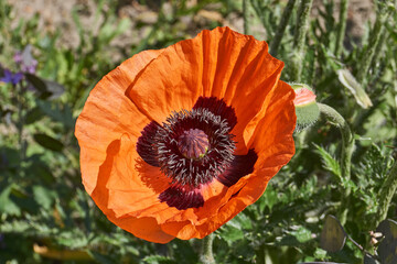 Decorative poppy (lat. Papaver) blooms in the garden. Decorative poppy (lat. Papaver) is a...