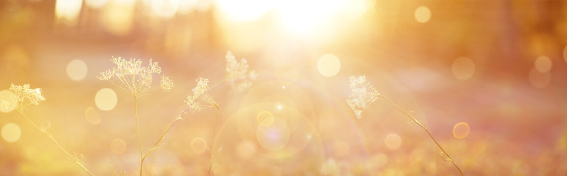 Blurred autumn background.Abstract natural background with bokeh and sun flares