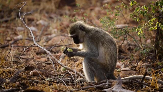 Vervet monkey eating a fruit in Kruger National park, South Africa ; Specie Chlorocebus pygerythrus family of Cercopithecidae