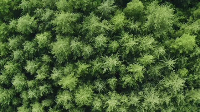 Top down aerial coniferous forest summer woodland. Drone shot pine trees flyover spruce treetops. Zoom out spin green fir texture in nature. Flight over woods in evening natural background daylight