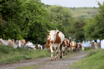 A herd of cows returns home from grazing in a mountain village.