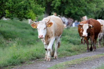Naklejka na ściany i meble A herd of cows returns home from grazing in a mountain village.