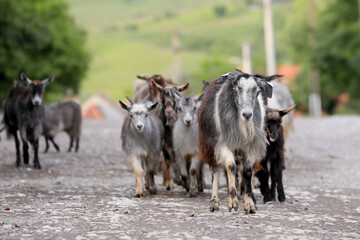 A herd of goats returns home from grazing in a mountain village.
