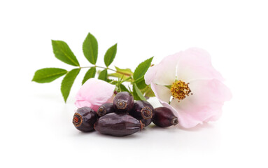 Pink blossom of hips with dried berries.