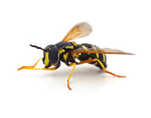 One small bumblebee.
