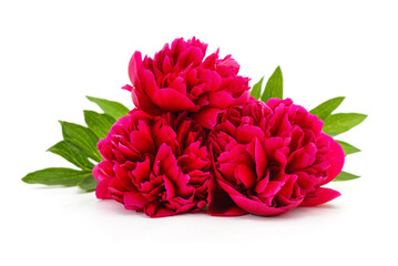 Red peonies bouquet.