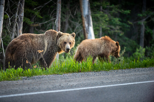 Mother Grizzly Bear And Her Cub Eating Dandelions By The Side Of The Road Alberta Canada