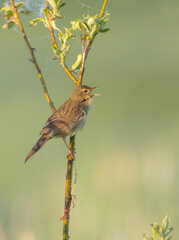 Common grasshopper warbler - at the meadow in spring