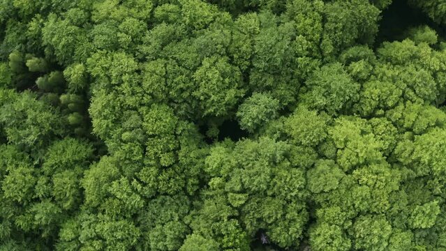 Top down deciduous forest greenwood woodland aerial shot. Drone flying above lush crown trees green treetops. Zoom out and spin rotation, speed ramp rocket effect, natural texture background