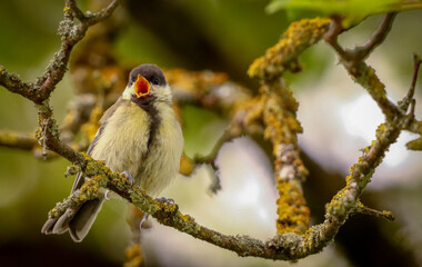 great tit singing in the tree