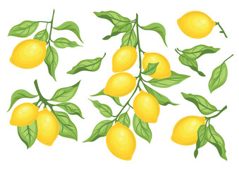 Set of lemon citrus fruits with green leaves.