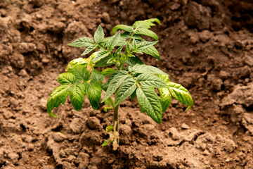The first spring harvest in the country. Green leaves of new potatoes