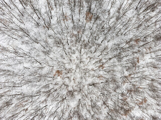 Top-down view of a winter forest. No people - 610758348