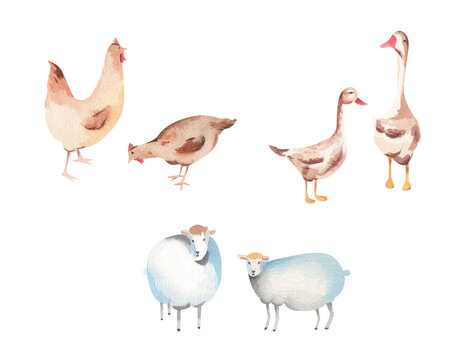 Watercolor chicken, duck, sheep illustrations - isolated on transparent png background for cute kids nursery decor and design