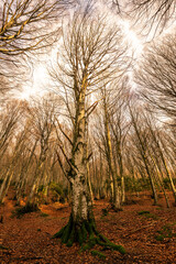 Monte Cucco fagus forest in autumn - 610758955