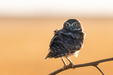 Burrowing Owl on Branch