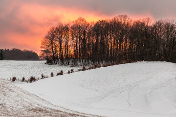 Winter landscape with group of trees above a hill behind a spectacular orange sky at sunset - 610759346