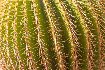 cactus close up texture
