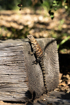 lizard sunning on a railroad tie