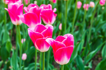 Bright blooming spring tulips in Vorontsovsky park, Moscow, Russia