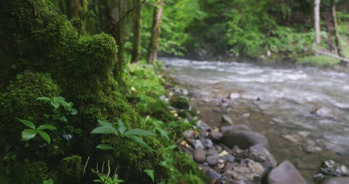 Zeleni vir stream with rapids and lush vegetation in spring