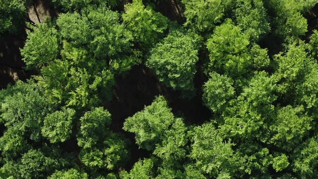 Top down deciduous forest greenwood aerial shot. Drone flying above lush crown trees green treetops. Zoom out rotation camera movement, natural texture background. Flyover woods, natural pattern