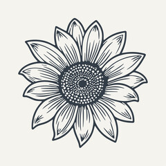 Hand drawn sunflower illustration. Vintage woodcut engraving style vector illustration.	
