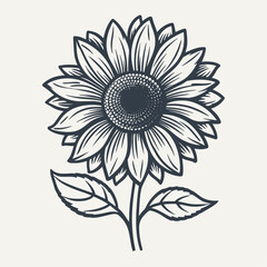 Hand drawn sunflower illustration. Vintage woodcut engraving style vector illustration.	