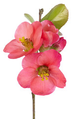 Fleurs de Chaenomeles japonica