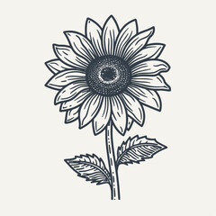 Hand drawn sunflower illustration. Vintage woodcut engraving style vector illustration.	