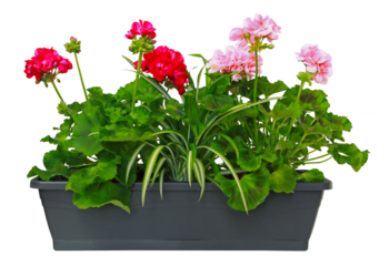 Jardinière de géranium zonal avec chlorophythum