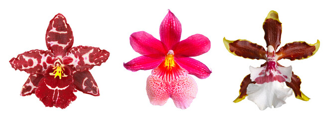 Différentes fleurs d'orchidée Cambria, Cambria ‘Nelly Isler’ et Colmanara 'Jungle Monarch'