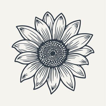 Hand drawn sunflower illustration. Vintage woodcut engraving style vector illustration.	