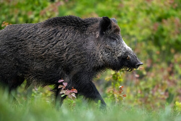Adult male wild boar walking closeup