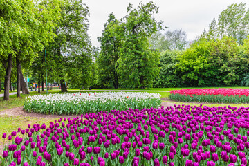 Bright blooming spring tulips in Vorontsovsky park, Moscow, Russia