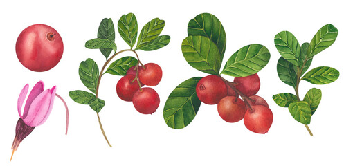 Hand drawn Watercolor Red lingonberry. Set of Cranberry. Illustration of forest wild plants with flowers. Isolated objects on white background for packaging design, postcards, print.