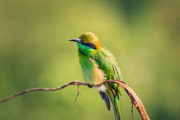 Fototapeta premium sri lanka bee-eater bird with ruffled feathers on a branch