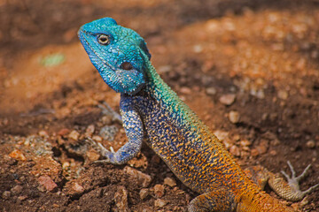 Southern Tree Agama (Acanthocercus atricollis) 14850