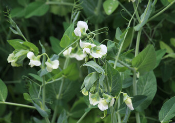 Vegetable peas bloom in open ground