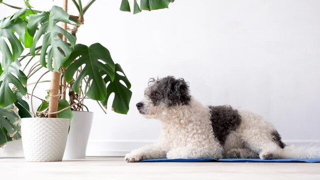 Pet care. Cute relaxed mixed breed dog lying on cool mat in hot day looking up, white wall background, summer heat. Copy space