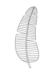 Vector banana leaf sketch isolated