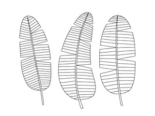 Banana leaves vector set. Banana leaf sketches