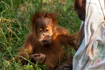 Naklejka premium Baby orangutan sitting on the grass in a zoo. Ramat Gan, Israel. 