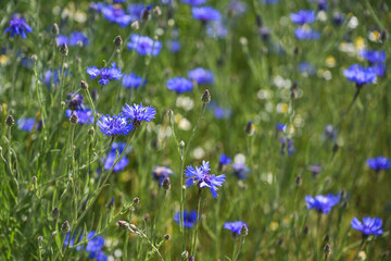 Blue cornflowers (Centaurea cyanus) in a natural meadow, the flower is popular for many insects due to the high pollen and nectar content, copy space, selected focus