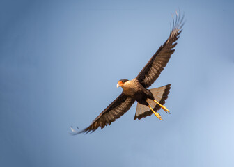 Carcará voando no céu azul