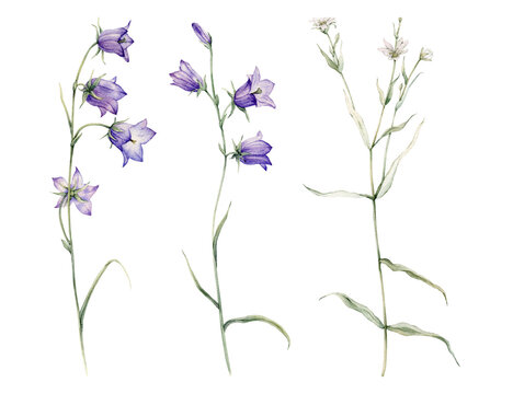 Close-up of blue spreading bellflower flowers. Campanula patula, little bell, bluebell, rapunzel. Rabelera holostea, stellaria.Watercolor hand painting illustration on isolate white background.