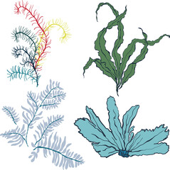 Vector set of underwater plants. Hand painted laminaria and anything algae isolated on white background. For design, print, fabric or background.